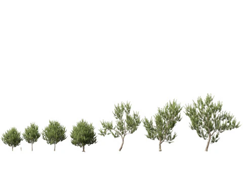 HighpolyLowpoly Platanus Racemosa - California Sycamore 3D Model