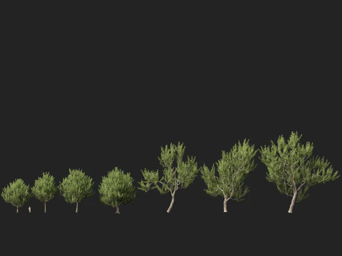 HighpolyLowpoly Platanus Racemosa - California Sycamore 3D Model