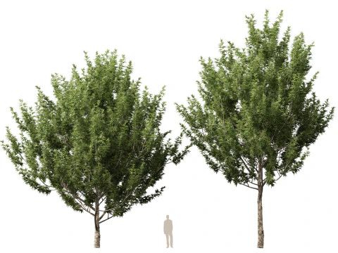 HighpolyLowpoly Platanus Racemosa - California Sycamore 3D Model