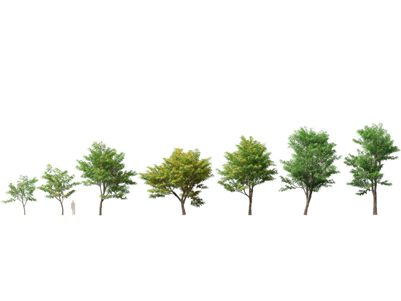 HoogpolyLaag Poly Pterocarpus macrocarpus Birma Padauk 3D Model .c4d .max .obj .3ds .fbx .stl .blend 