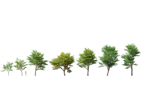 HighpolyLow Poly Pterocarpus macrocarpus Burma Padauk 3D Model