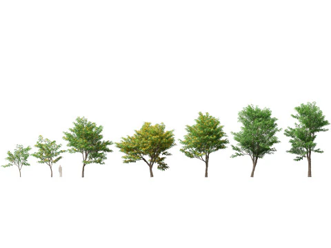 HoogpolyLaag Poly Pterocarpus macrocarpus Birma Padauk 3D Model