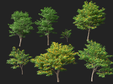 HighpolyLow Poly Pterocarpus macrocarpus Бирма Падук 3D Модель