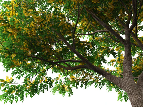 HoogpolyLaag Poly Pterocarpus macrocarpus Birma Padauk 3D Model