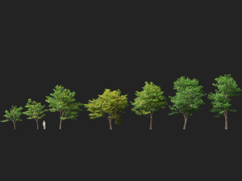 HighpolyLow Poly Pterocarpus macrocarpus Бирма Падук 3D Модель