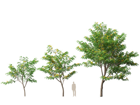 HighpolyLow Poly Pterocarpus macrocarpus Бирма Падук 3D Модель