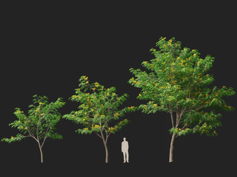 HoogpolyLaag Poly Pterocarpus macrocarpus Birma Padauk 3D Model