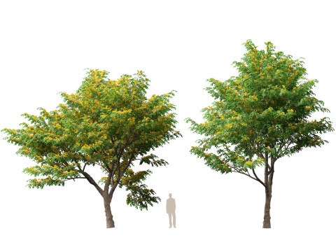 HighpolyLow Poly Pterocarpus macrocarpus Бирма Падук 3D Модель