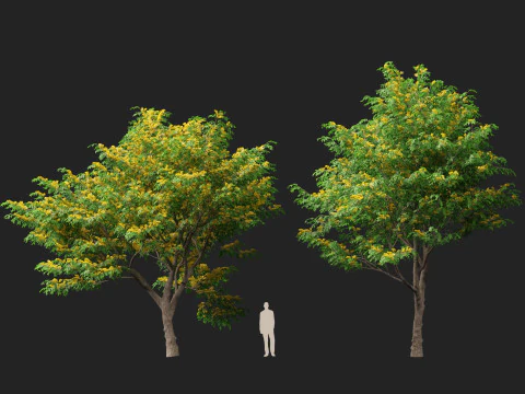 HoogpolyLaag Poly Pterocarpus macrocarpus Birma Padauk 3D Model