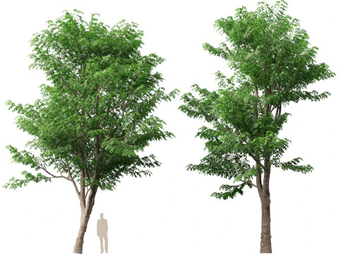 HoogpolyLaag Poly Pterocarpus macrocarpus Birma Padauk 3D Model