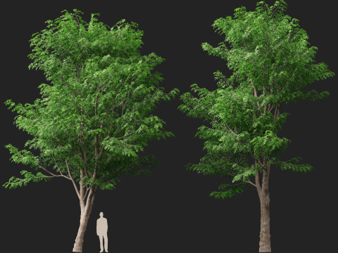 HighpolyLow Poly Pterocarpus macrocarpus Бирма Падук 3D Модель