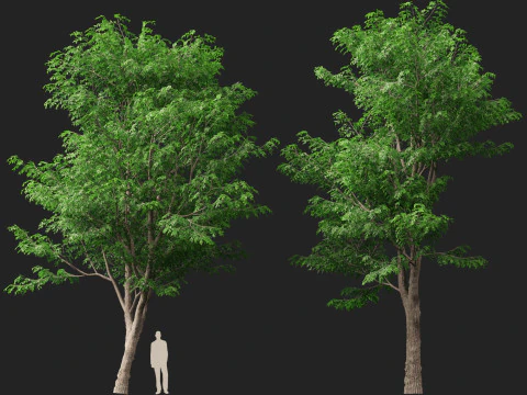 HoogpolyLaag Poly Pterocarpus macrocarpus Birma Padauk 3D Model