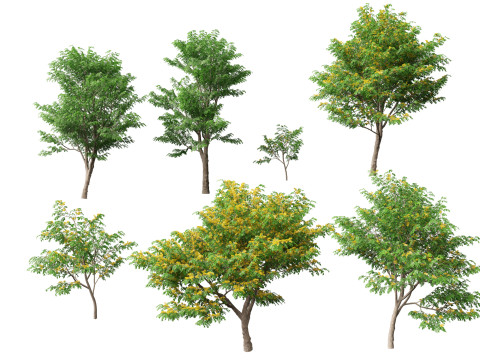 HighpolyLow Poly Pterocarpus macrocarpus Бирма Падук 3D Модель