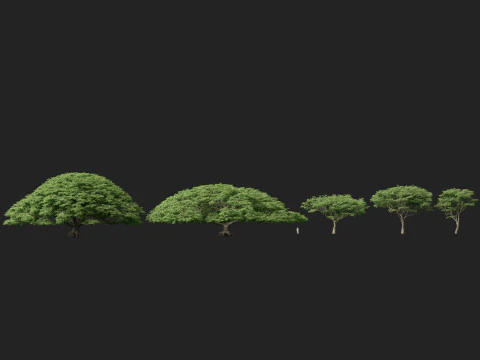 HighpolyLow Poly Samanea Saman - Albero della pioggia Modello 3D