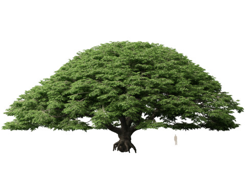 ハイポリローポリ サマネアサマン - レインツリー 3Dモデル