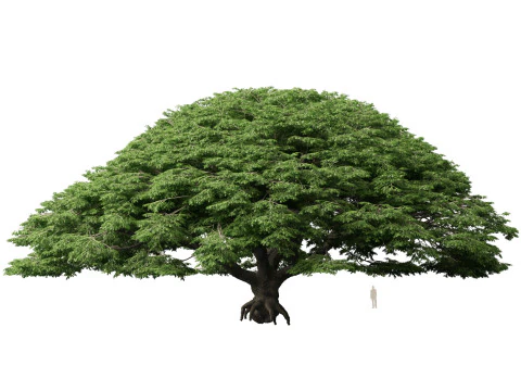 HighpolyLow Poly Samanea Saman - Albero della pioggia Modello 3D