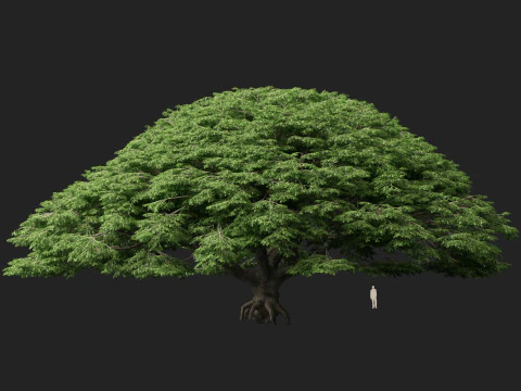 HighpolyLow Poly Samanea Saman - Albero della pioggia Modello 3D