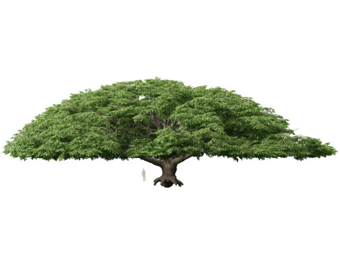 HighpolyLow Poly Samanea Saman - Albero della pioggia Modello 3D