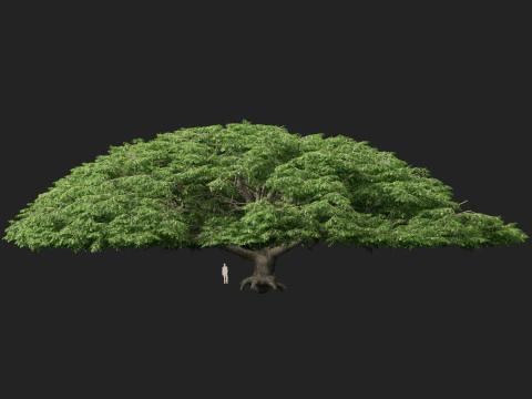 HighpolyLow Poly Samanea Saman - Albero della pioggia Modello 3D