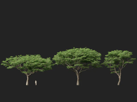 HighpolyLow Poly Samanea Saman - Albero della pioggia Modello 3D