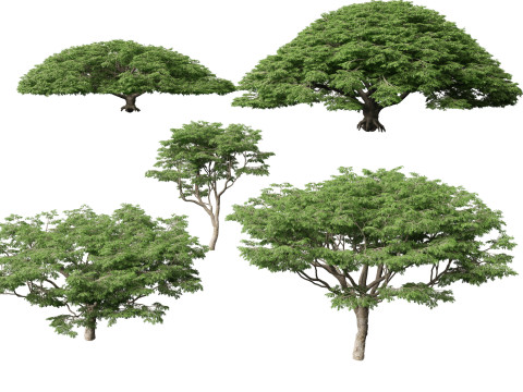 ハイポリローポリ サマネアサマン - レインツリー 3Dモデル