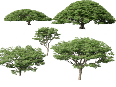 HighpolyLow Poly Samanea Saman - Albero della pioggia Modello 3D