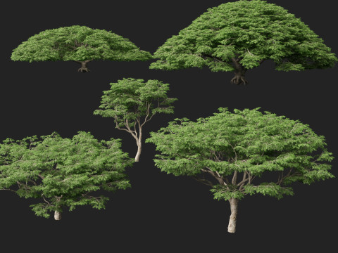 ハイポリローポリ サマネアサマン - レインツリー 3Dモデル