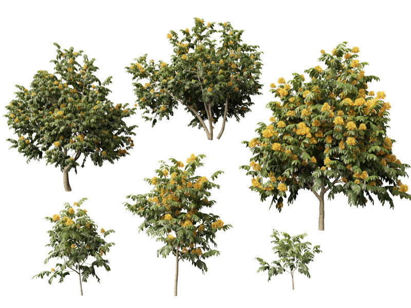 HighpolyLow Poly Saraca Thaipingensis - Amarelo Ashoka Modelo 3D .c4d .max .obj .3ds .fbx .stl .blend