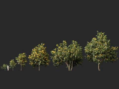 HighpolyLow Poly Saraca Thaipingensis - Yellow Ashoka 3D Model