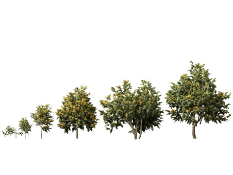 HighpolyLow Poly Saraca Thaipingensis - Amarelo Ashoka Modelo 3D
