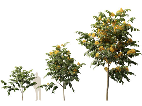 HighpolyLow Poly Saraca Thaipingensis - Amarelo Ashoka Modelo 3D