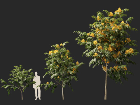HighpolyLow Poly Saraca Thaipingensis - Amarelo Ashoka Modelo 3D