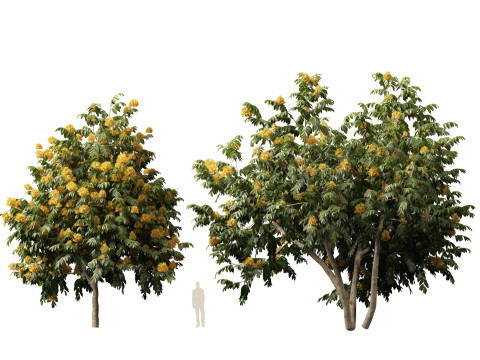 HighpolyLow Poly Saraca Thaipingensis - Amarelo Ashoka Modelo 3D