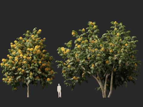 HighpolyLow Poly Saraca Thaipingensis - Amarelo Ashoka Modelo 3D