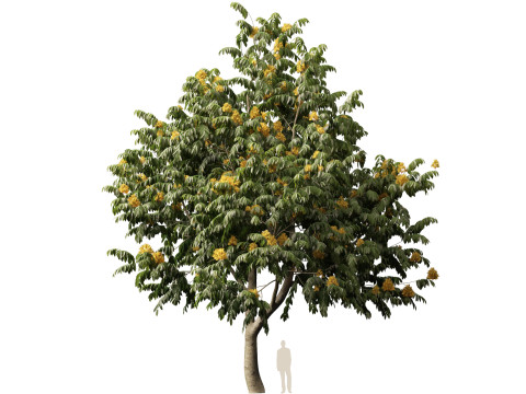 HighpolyLow Poly Saraca Thaipingensis - Amarelo Ashoka Modelo 3D