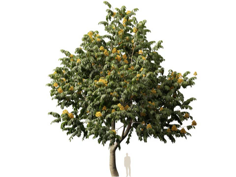 HighpolyLow Poly Saraca Thaipingensis - Yellow Ashoka 3D Model