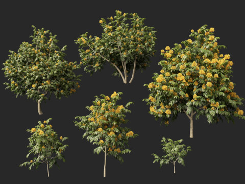 HighpolyLow Poly Saraca Thaipingensis - Amarelo Ashoka Modelo 3D