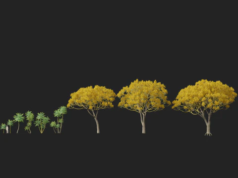 HighpolyLow Poly Schizolobium Parahyba Brazylijskie drzewo paproci Model 3D