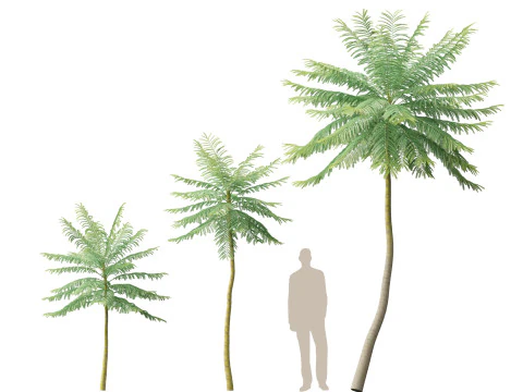 HighpolyLow Poly Schizolobium Parahyba Brazylijskie drzewo paproci Model 3D