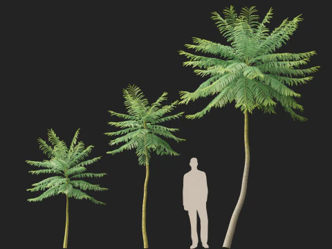 HighpolyLow Poly Schizolobium Parahyba Brazylijskie drzewo paproci Model 3D