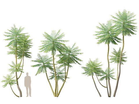 HighpolyLow Poly Schizolobium Parahyba Brazylijskie drzewo paproci Model 3D