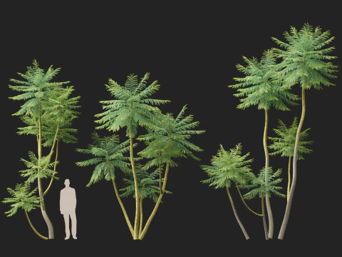 HighpolyLow Poly Schizolobium Parahyba Brazylijskie drzewo paproci Model 3D