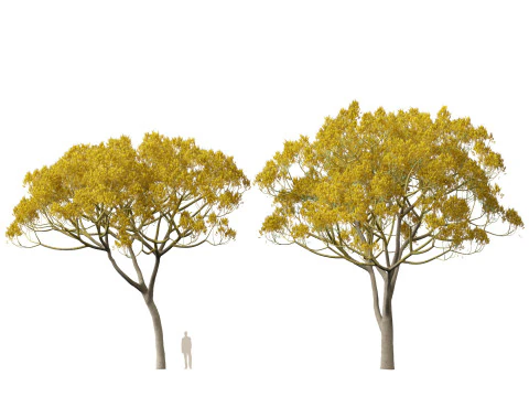 HighpolyLow Poly Schizolobium Parahyba Brazylijskie drzewo paproci Model 3D