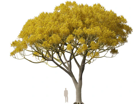 HighpolyLow Poly Schizolobium Parahyba Brazylijskie drzewo paproci Model 3D