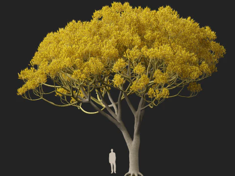 HighpolyLow Poly Schizolobium Parahyba Brazylijskie drzewo paproci Model 3D