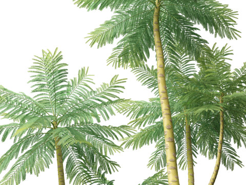 ハイポリローポリ シゾロビウム パラヒバ ブラジル シダの木 3Dモデル