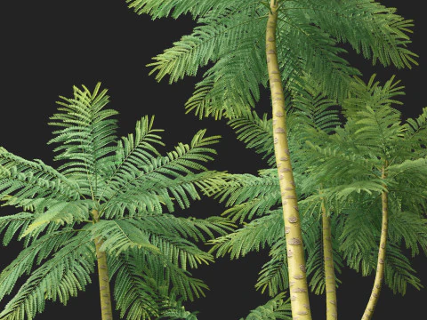 HighpolyLow Poly Schizolobium Parahyba Brazylijskie drzewo paproci Model 3D