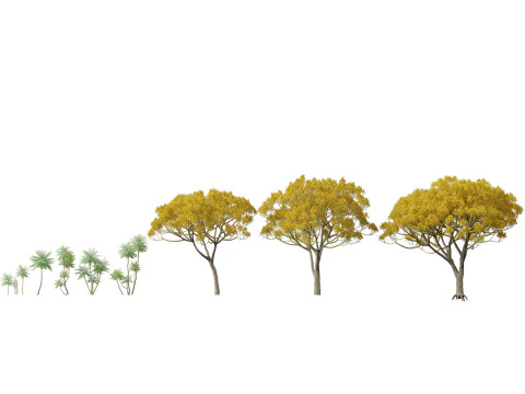 HighpolyLow Poly Schizolobium Parahyba Brazylijskie drzewo paproci Model 3D