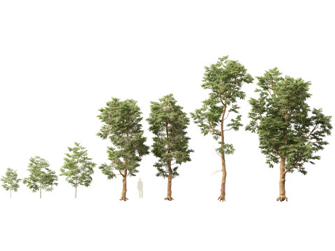 HighpolyLow Poly Shorea Roxburghii - Białe Meranti Model 3D