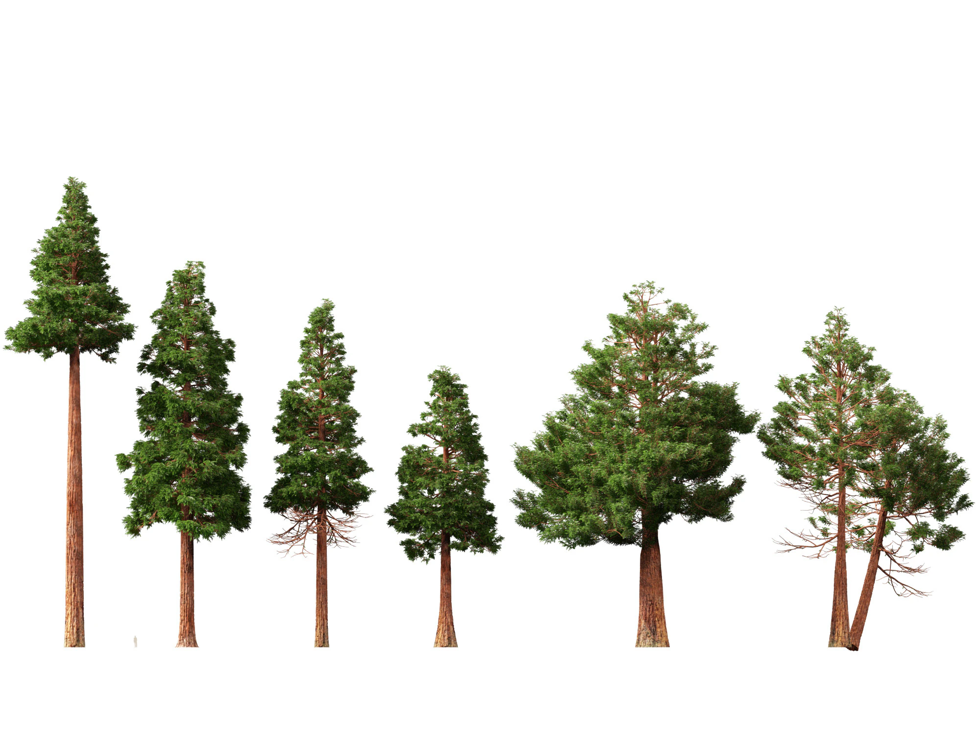 HighpolyLow Poly Sequoia Sempervirens - Sequoia costiera Modello 3D .c4d .max .obj .3ds .fbx .stl .blend